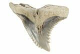 Snaggletooth Shark (Hemipristis) Tooth - Aurora, NC #194940-1